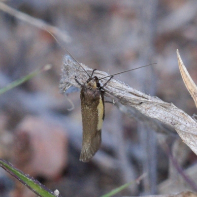 Philobota chrysopotama (A concealer moth) at Chifley, ACT - 1 Oct 2019 by Marthijn