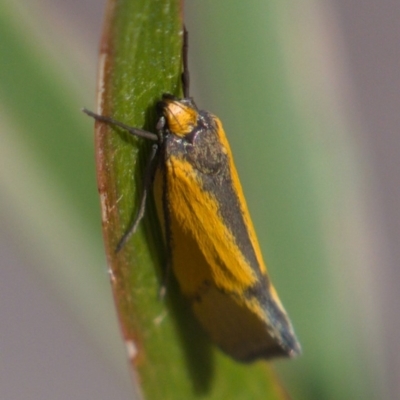 Philobota undescribed species near arabella (A concealer moth) at Chifley, ACT - 1 Oct 2019 by Marthijn