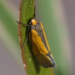 Philobota undescribed species near arabella (A concealer moth) at Mount Taylor - 30 Sep 2019 by Marthijn