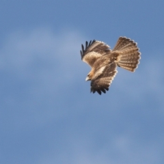 Hieraaetus morphnoides (Little Eagle) at Fyshwick, ACT - 24 Apr 2011 by Marthijn