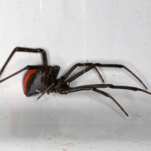 Latrodectus hasselti at Ainslie, ACT - 1 Oct 2019