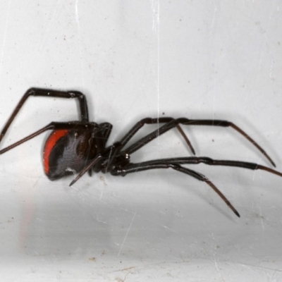 Latrodectus hasselti (Redback Spider) at Ainslie, ACT - 1 Oct 2019 by jbromilow50