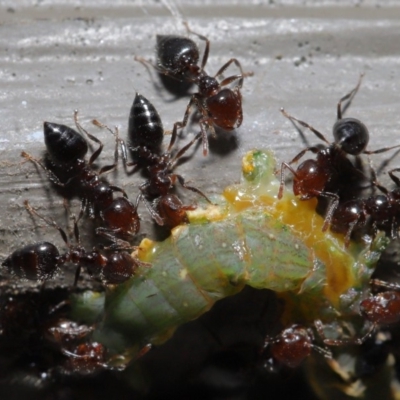 Crematogaster sp. (genus) (Acrobat ant, Cocktail ant) at Hackett, ACT - 26 Sep 2019 by TimL