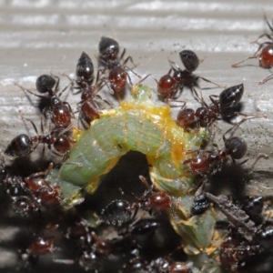 Crematogaster sp. (genus) at Hackett, ACT - 26 Sep 2019