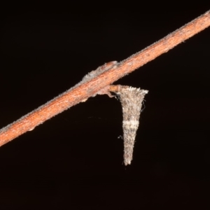Lepidoscia (genus) IMMATURE at Ainslie, ACT - 1 Oct 2019