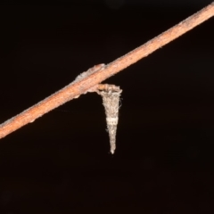 Conoeca or Lepidoscia (genera) IMMATURE at Ainslie, ACT - 1 Oct 2019