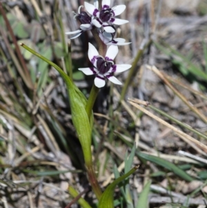 Wurmbea dioica subsp. dioica at Tuggeranong DC, ACT - 1 Oct 2019 09:39 AM