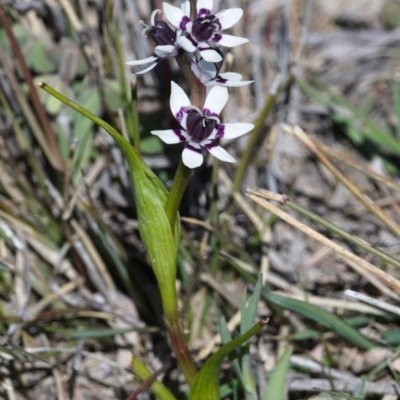 Wurmbea dioica subsp. dioica (Early Nancy) at Tuggeranong DC, ACT - 1 Oct 2019 by Marthijn