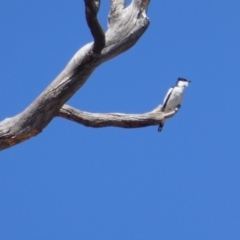 Lalage tricolor (White-winged Triller) at Cotter River, ACT - 1 Oct 2019 by Cathy_Katie