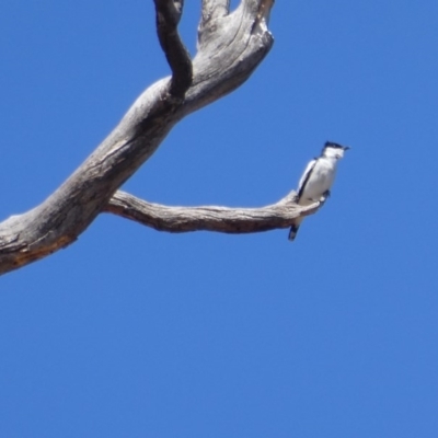Lalage tricolor (White-winged Triller) at Cotter River, ACT - 1 Oct 2019 by CathyKatie
