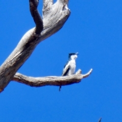 Lalage tricolor at Cotter River, ACT - 1 Oct 2019 12:44 PM