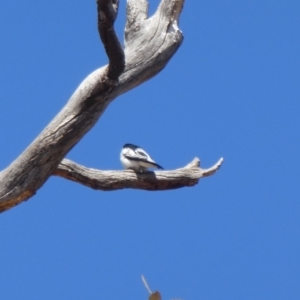 Lalage tricolor at Cotter River, ACT - 1 Oct 2019 12:44 PM