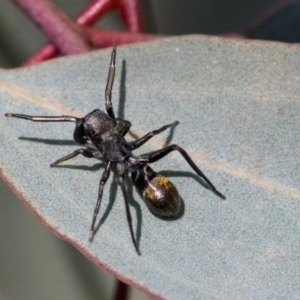 Myrmarachne luctuosa at Dunlop, ACT - 1 Oct 2019