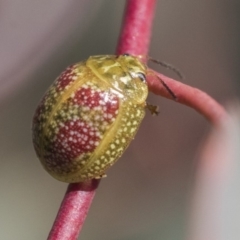 Paropsisterna fastidiosa (Eucalyptus leaf beetle) at The Pinnacle - 1 Oct 2019 by AlisonMilton