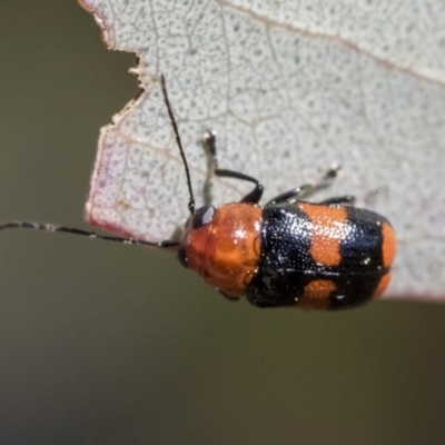 Aporocera (Aporocera) jocosa (Leaf beetle) at The Pinnacle - 1 Oct 2019 by AlisonMilton