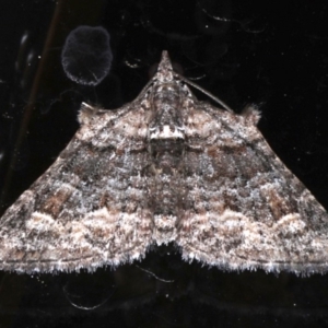 Phrissogonus laticostata at Ainslie, ACT - 30 Sep 2019 10:44 PM