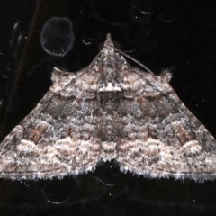 Phrissogonus laticostata (Apple looper moth) at Ainslie, ACT - 30 Sep 2019 by jbromilow50