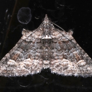 Phrissogonus laticostata at Ainslie, ACT - 30 Sep 2019