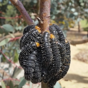 Perga sp. (genus) at Molonglo Valley, ACT - 22 Sep 2019