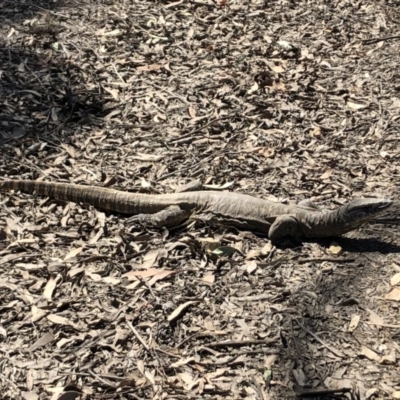 Varanus rosenbergi (Heath or Rosenberg's Monitor) at Sutton, NSW - 1 Oct 2019 by Whirlwind