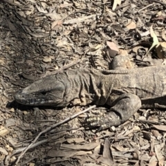 Varanus rosenbergi at Sutton, NSW - 1 Oct 2019