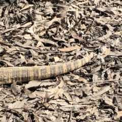 Varanus rosenbergi at Sutton, NSW - suppressed