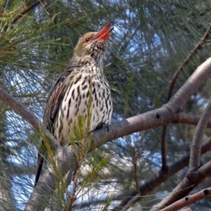 Oriolus sagittatus at Fyshwick, ACT - 30 Sep 2019 11:55 AM