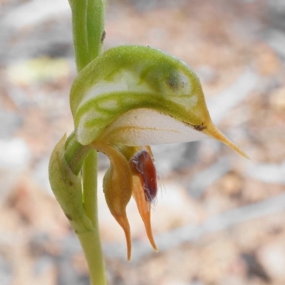 Oligochaetochilus aciculiformis (Needle-point rustyhood) at ANBG South Annex - 26 Sep 2019 by shoko