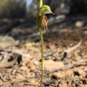 Oligochaetochilus aciculiformis at Acton, ACT - 26 Sep 2019