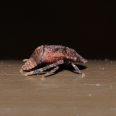 Cicadellidae (family) at Acton, ACT - 26 Sep 2019