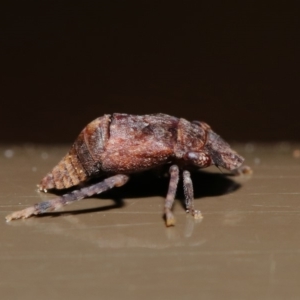 Cicadellidae (family) at Acton, ACT - 26 Sep 2019 12:35 PM