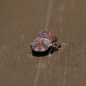 Cicadellidae (family) at Acton, ACT - 26 Sep 2019