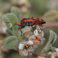 Melanerythrus mactans at Acton, ACT - 26 Sep 2019