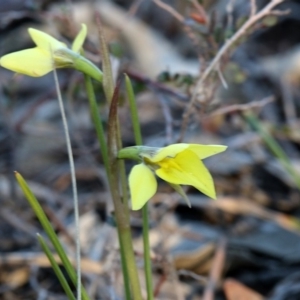 Diuris chryseopsis at Kambah, ACT - suppressed