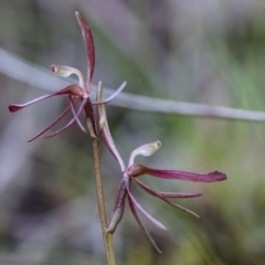 Cyrtostylis reniformis (Common Gnat Orchid) at Acton, ACT - 28 Sep 2019 by PeterR