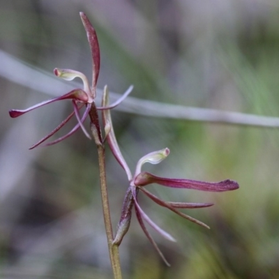 Cyrtostylis reniformis (Common Gnat Orchid) at Acton, ACT - 28 Sep 2019 by PeterR