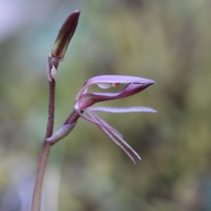 Cyrtostylis reniformis at suppressed - 29 Sep 2019