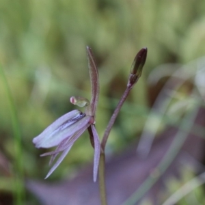 Cyrtostylis reniformis at suppressed - 29 Sep 2019