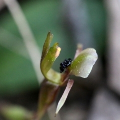 Chiloglottis trapeziformis (Diamond Ant Orchid) at ANBG South Annex - 28 Sep 2019 by PeterR