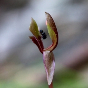 Chiloglottis trapeziformis at Acton, ACT - suppressed