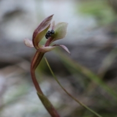 Chiloglottis trapeziformis at Acton, ACT - suppressed