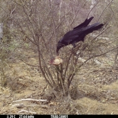 Corvus coronoides (Australian Raven) at Booth, ACT - 16 Sep 2019 by DonFletcher