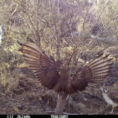 Falco berigora (Brown Falcon) at Booth, ACT - 18 Sep 2019 by DonFletcher