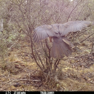 Tachyspiza fasciata (Brown Goshawk) at Booth, ACT - 17 Sep 2019 by DonFletcher