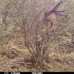 Accipiter fasciatus at Booth, ACT - 17 Sep 2019