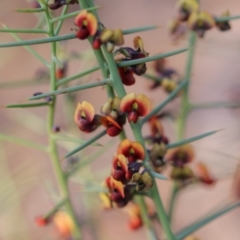 Daviesia genistifolia (Broom Bitter Pea) at Majura, ACT - 25 Sep 2019 by PeterR