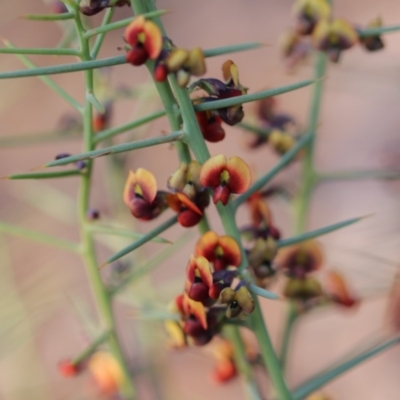 Daviesia genistifolia (Broom Bitter Pea) at Majura, ACT - 25 Sep 2019 by PeterR