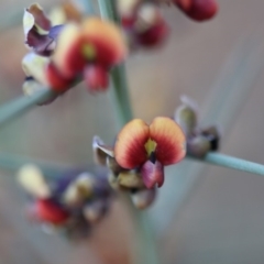 Daviesia genistifolia at Majura, ACT - 25 Sep 2019