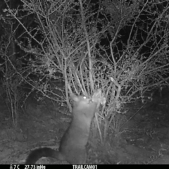 Trichosurus vulpecula (Common Brushtail Possum) at Namadgi National Park - 1 Sep 2019 by DonFletcher