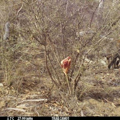 Notamacropus rufogriseus (Red-necked Wallaby) at Booth, ACT - 30 Sep 2019 by DonFletcher